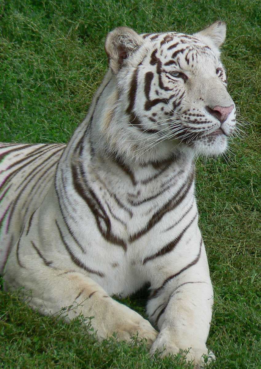 Colombo Dehiwala Zoo travel image