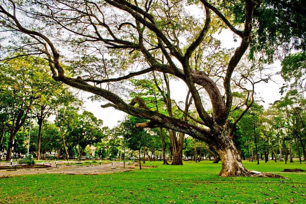 An old tree at Viharamahadevi Park