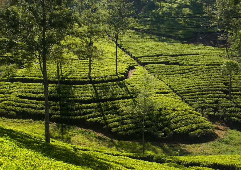 Giragama Tea Plantations