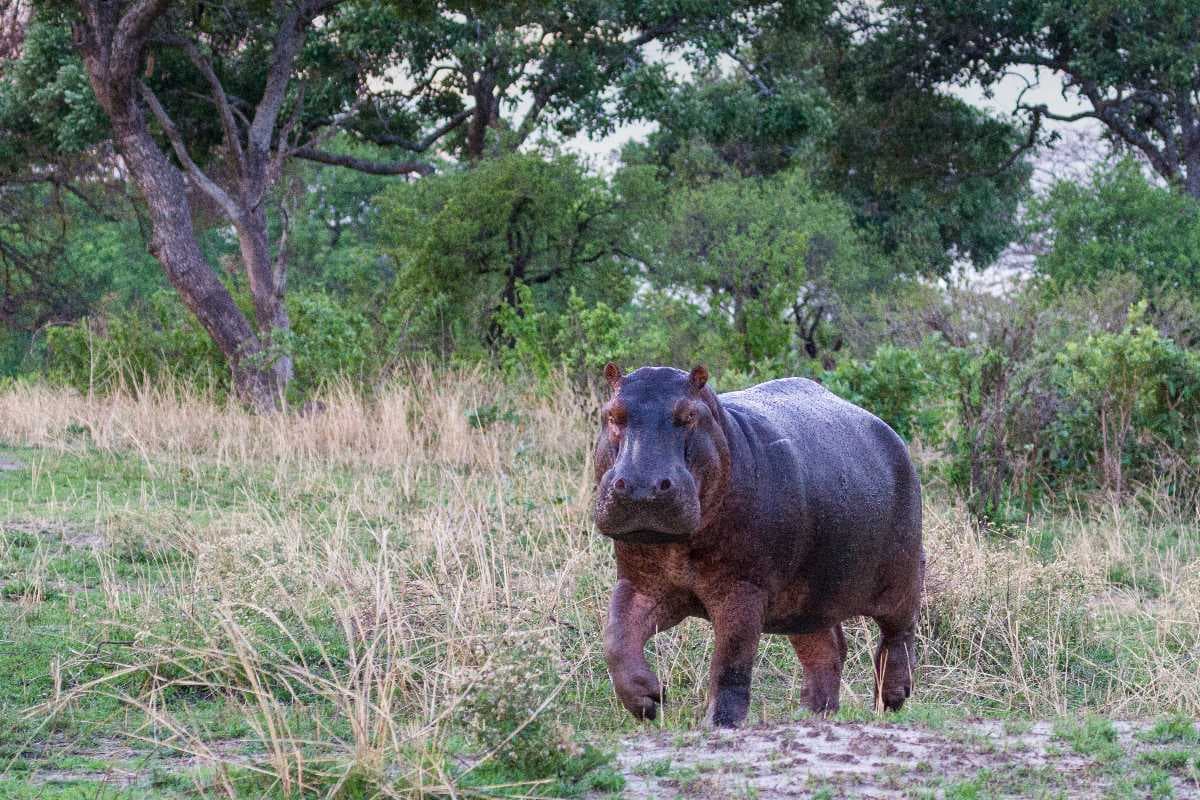 Katavi National Park