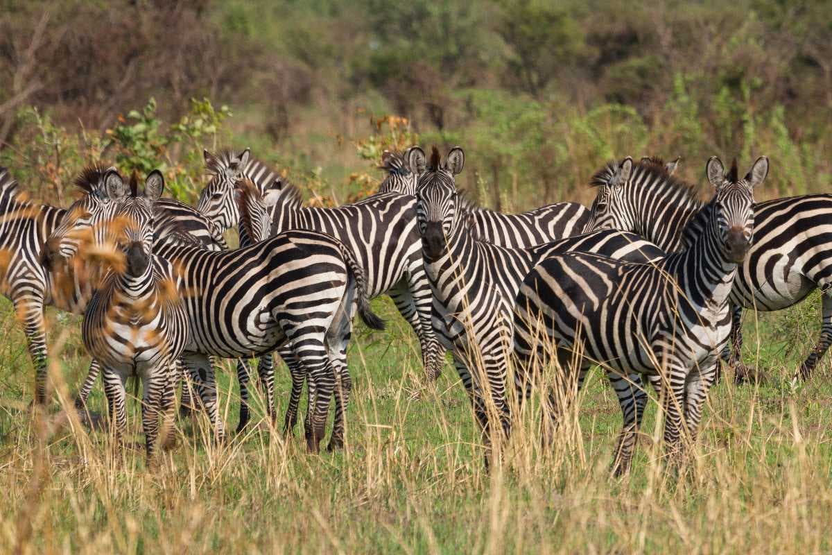 Katavi National Park