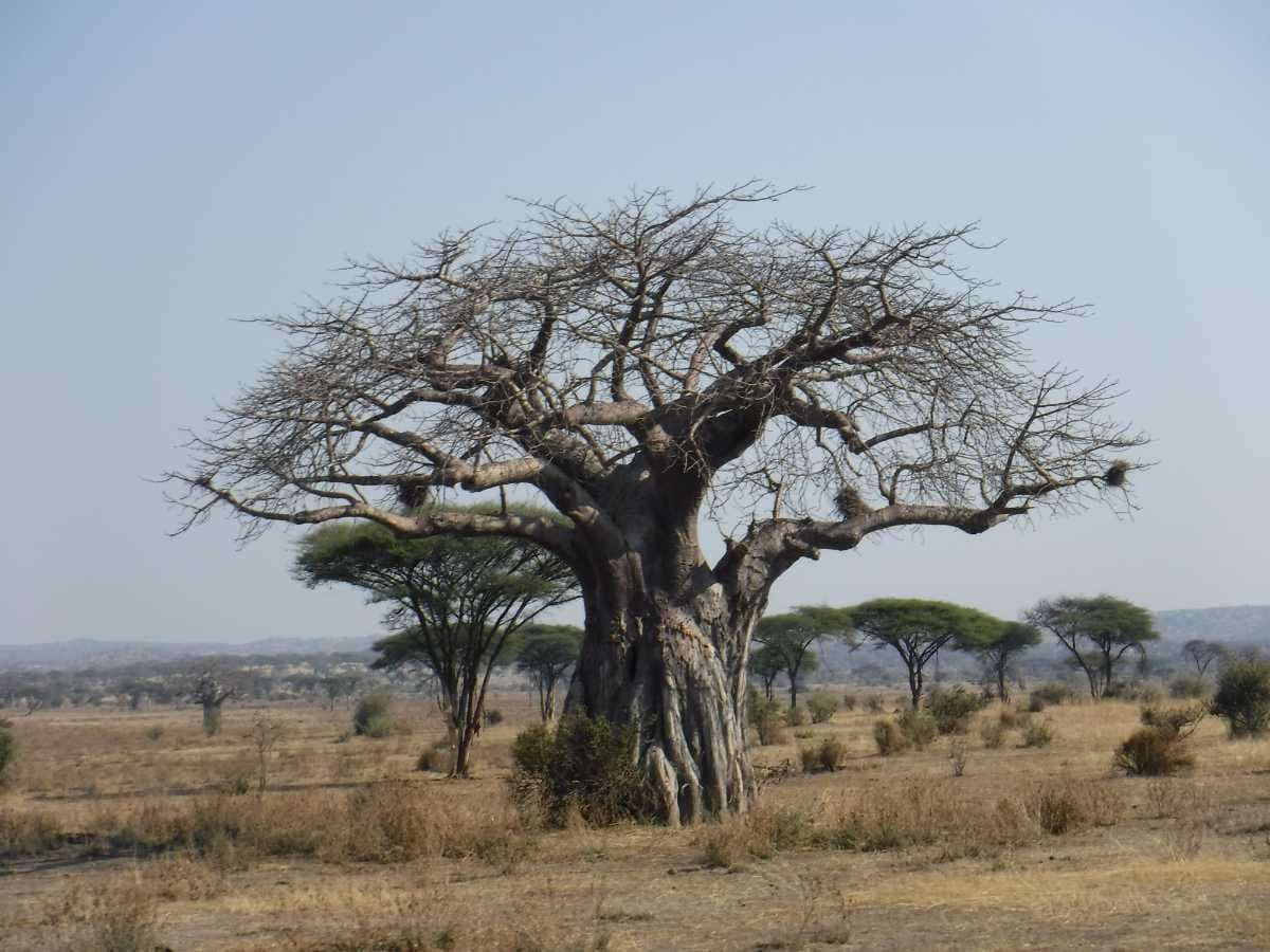 Ruaha National park