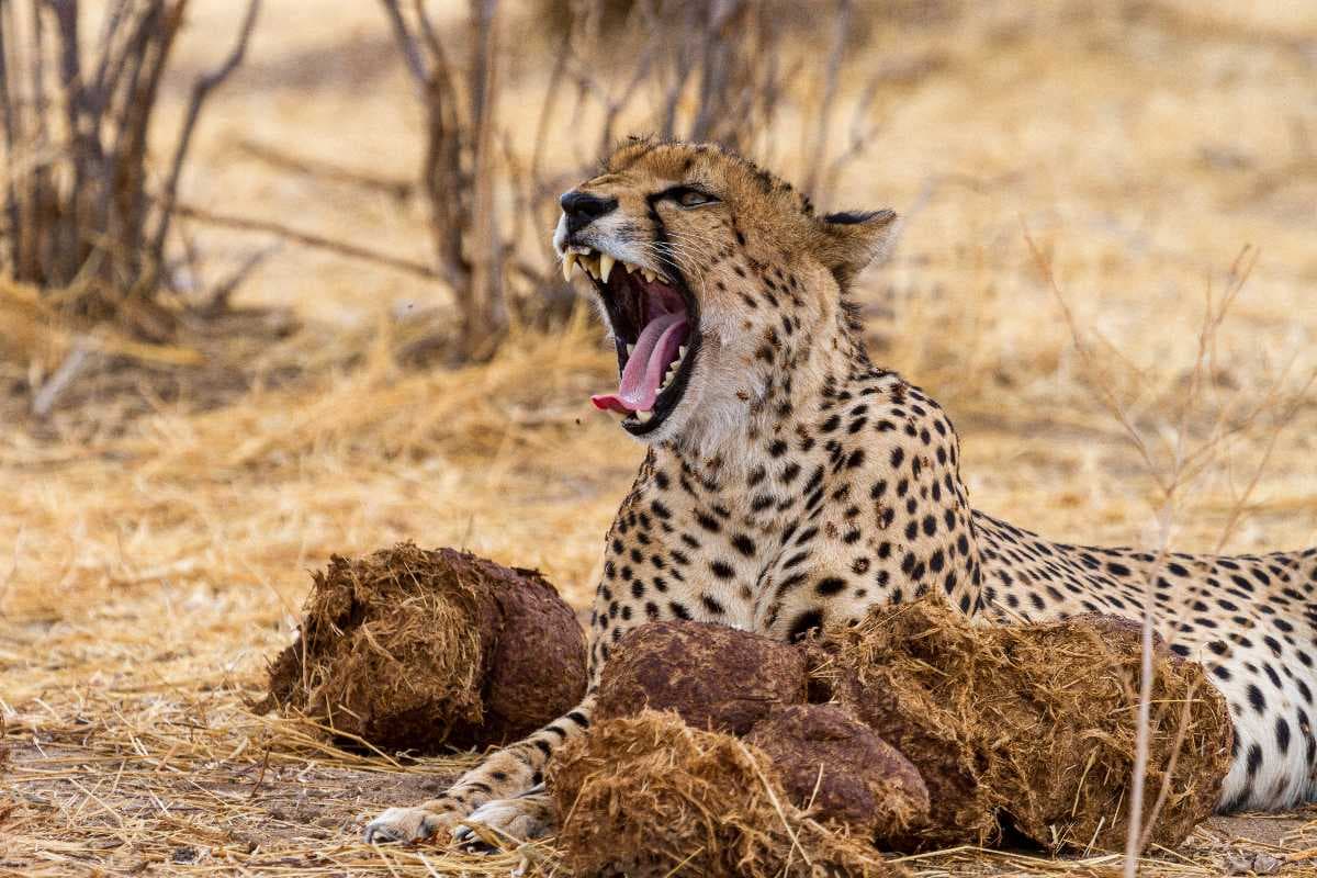 Ruaha National Park