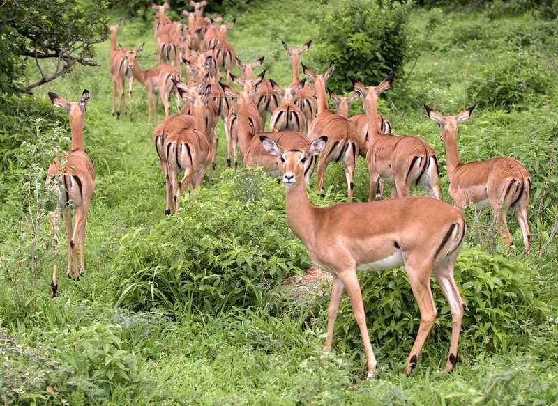 Ruaha, impala
