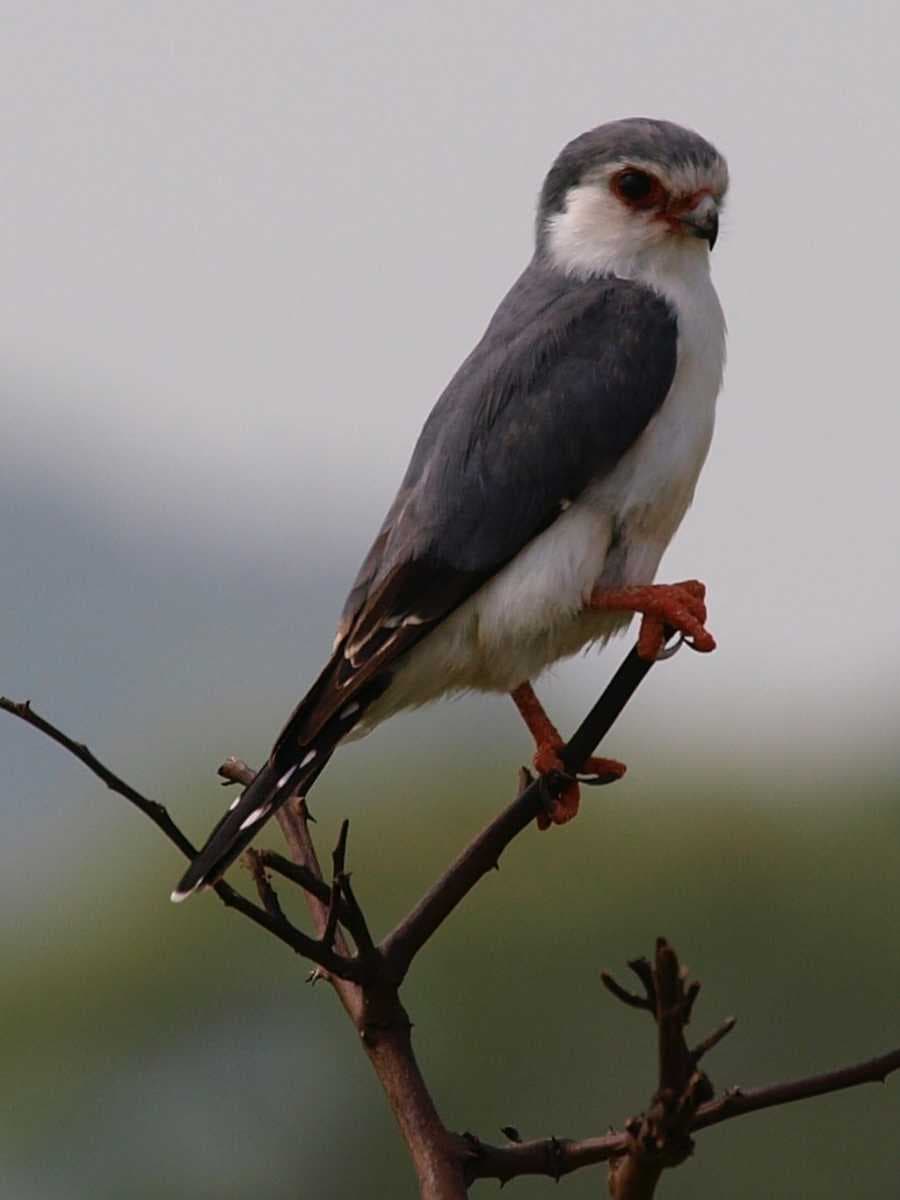 Tarangire National Park travel image