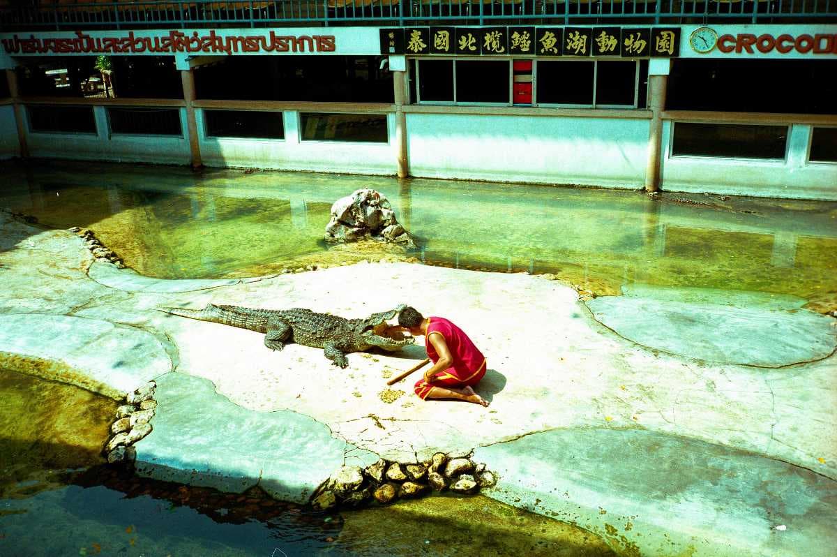 Crocodile Farm and Zoo, Samut Prakan travel image