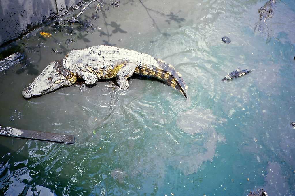 Crocodile Farm and Zoo, Samut Prakan travel image