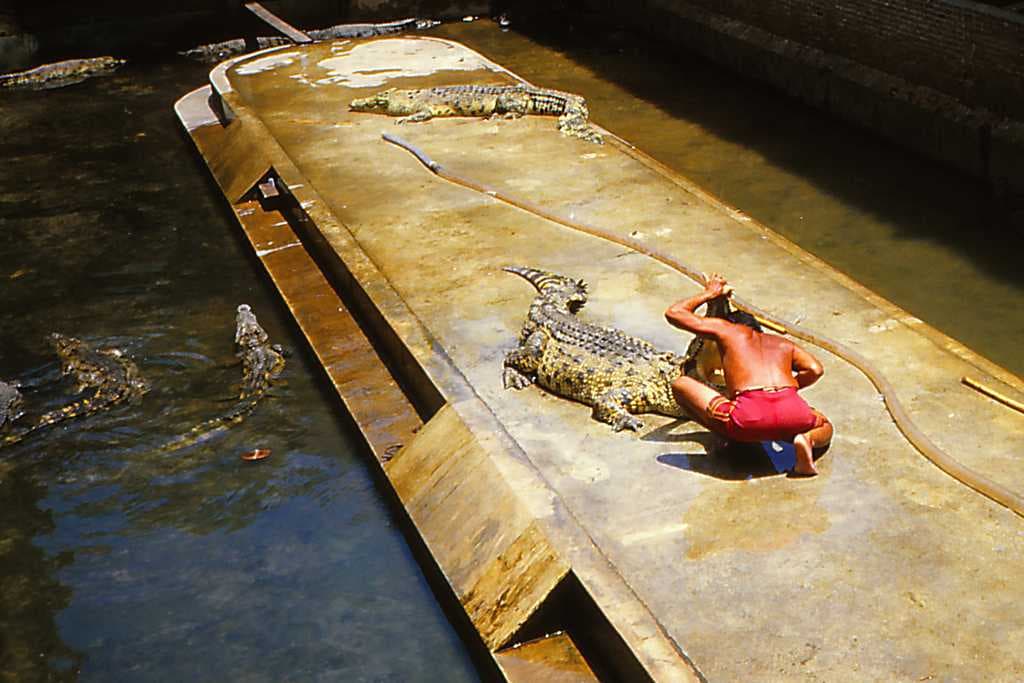 Crocodile Farm and Zoo, Samut Prakan travel image