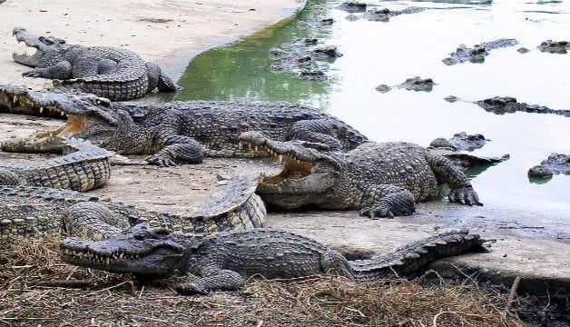 Crocodile Farm and Zoo, Samut Prakan travel image