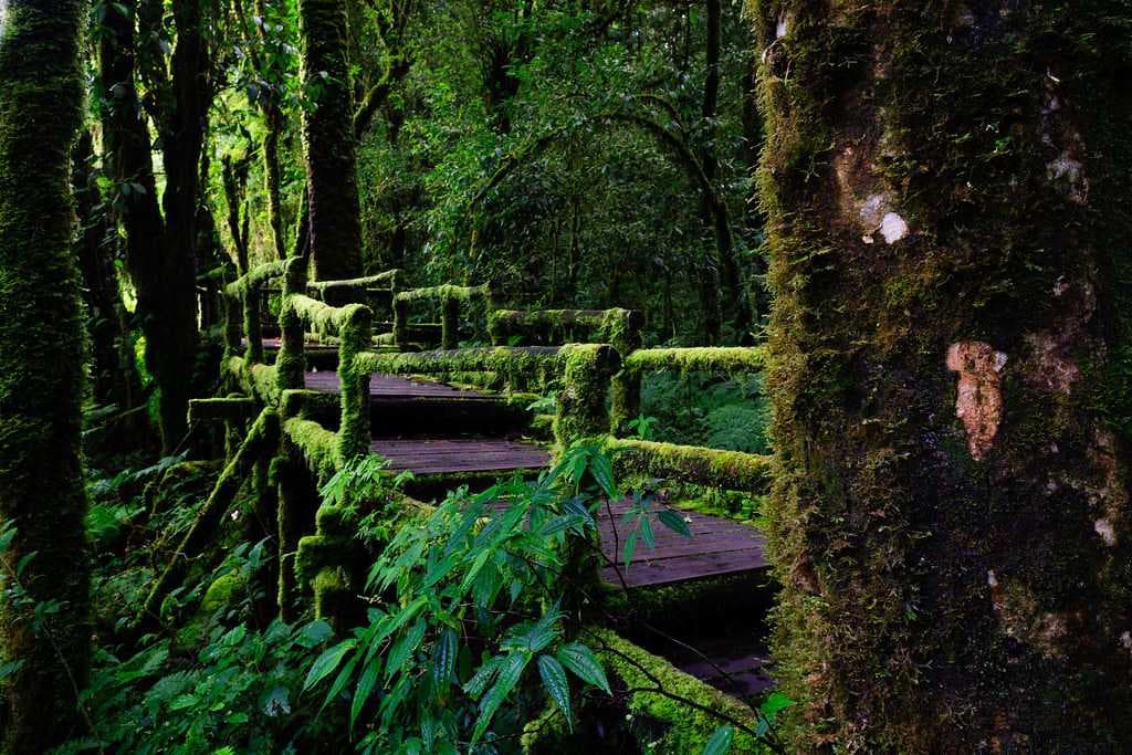 Hiking at Doi Inthanon National Park