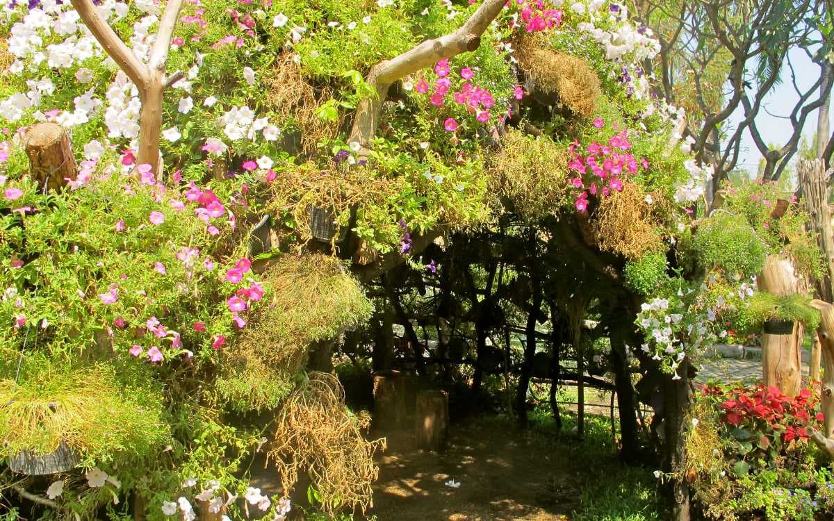 Suan Buak Hat - Most Famous Park in Chiang Mai