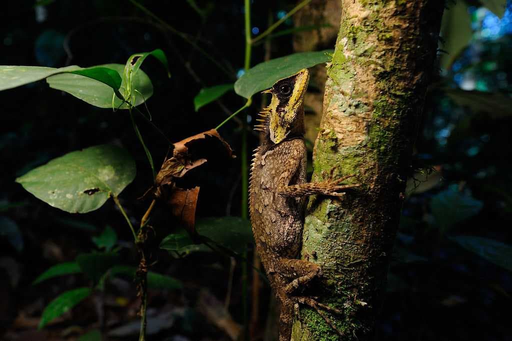 Acanthosaura crucigera in Kaeng Krachan national park