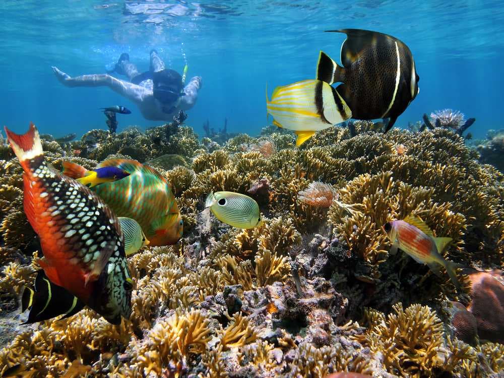 Snorkelling on Coral Reefs, Khao Lak