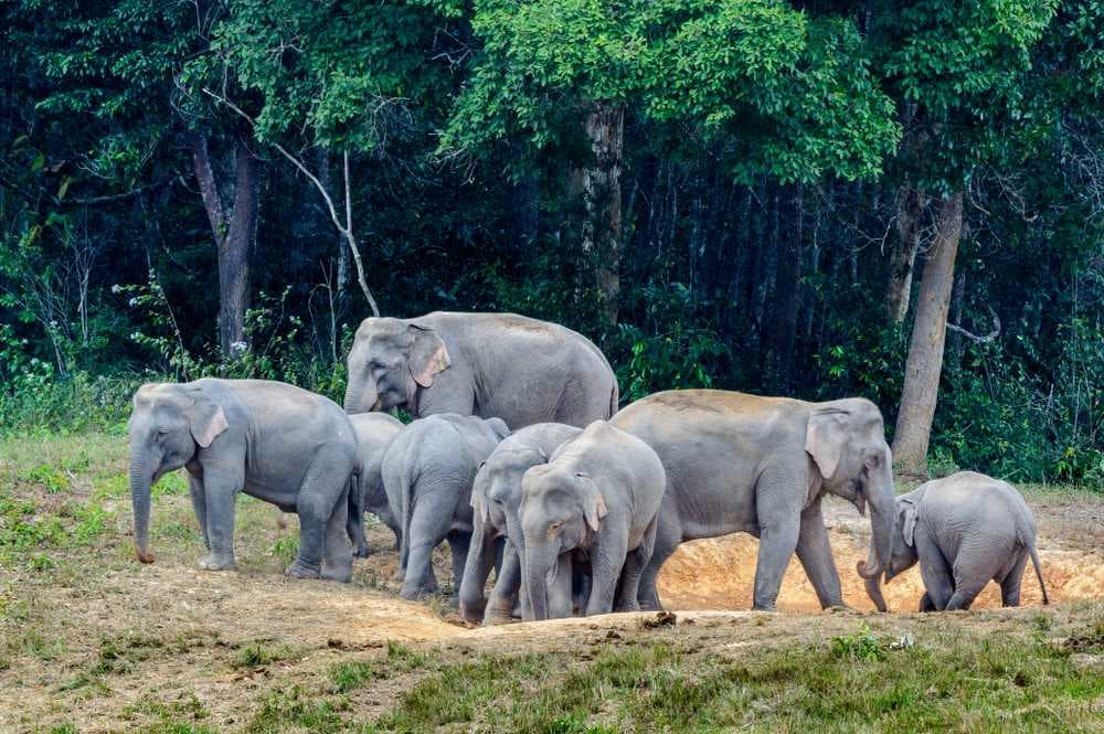 Herd of Elephants, Khao Yai National Park