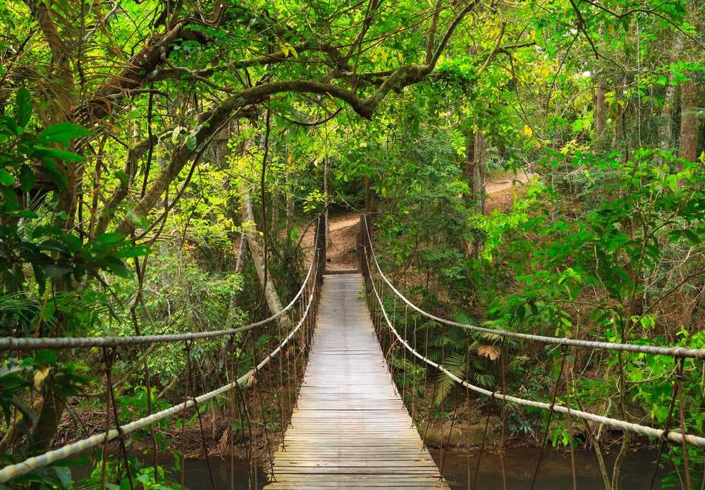Suspension Bridge at Khao Yai National Park, Thailand
