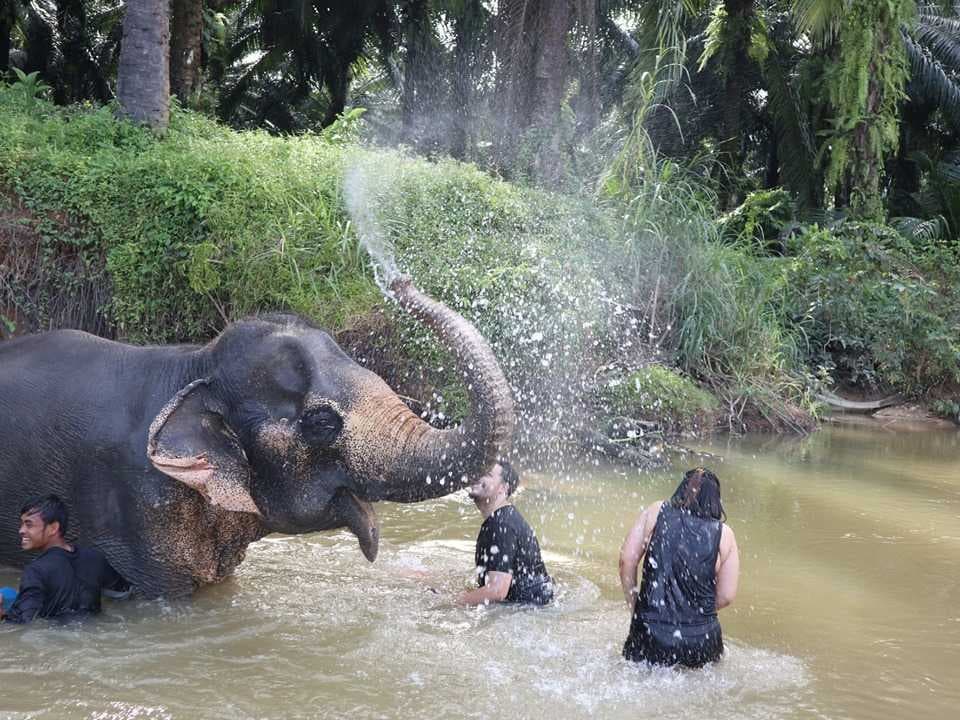 Krabi Elephant Sanctuary - Home for Rescued Elephants