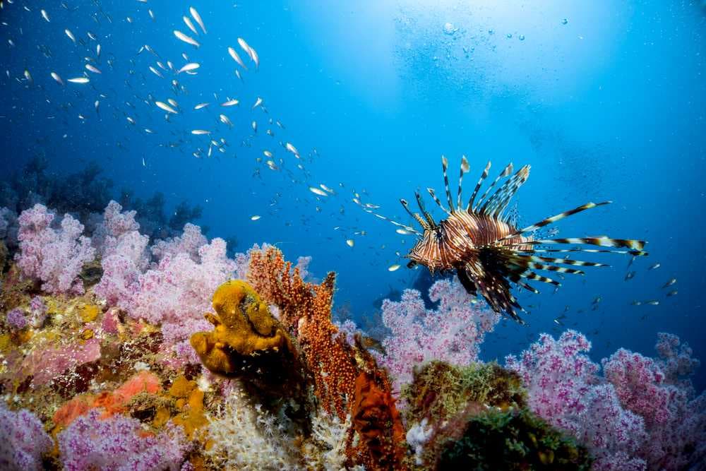 Soft Coral Reef, Coral Island