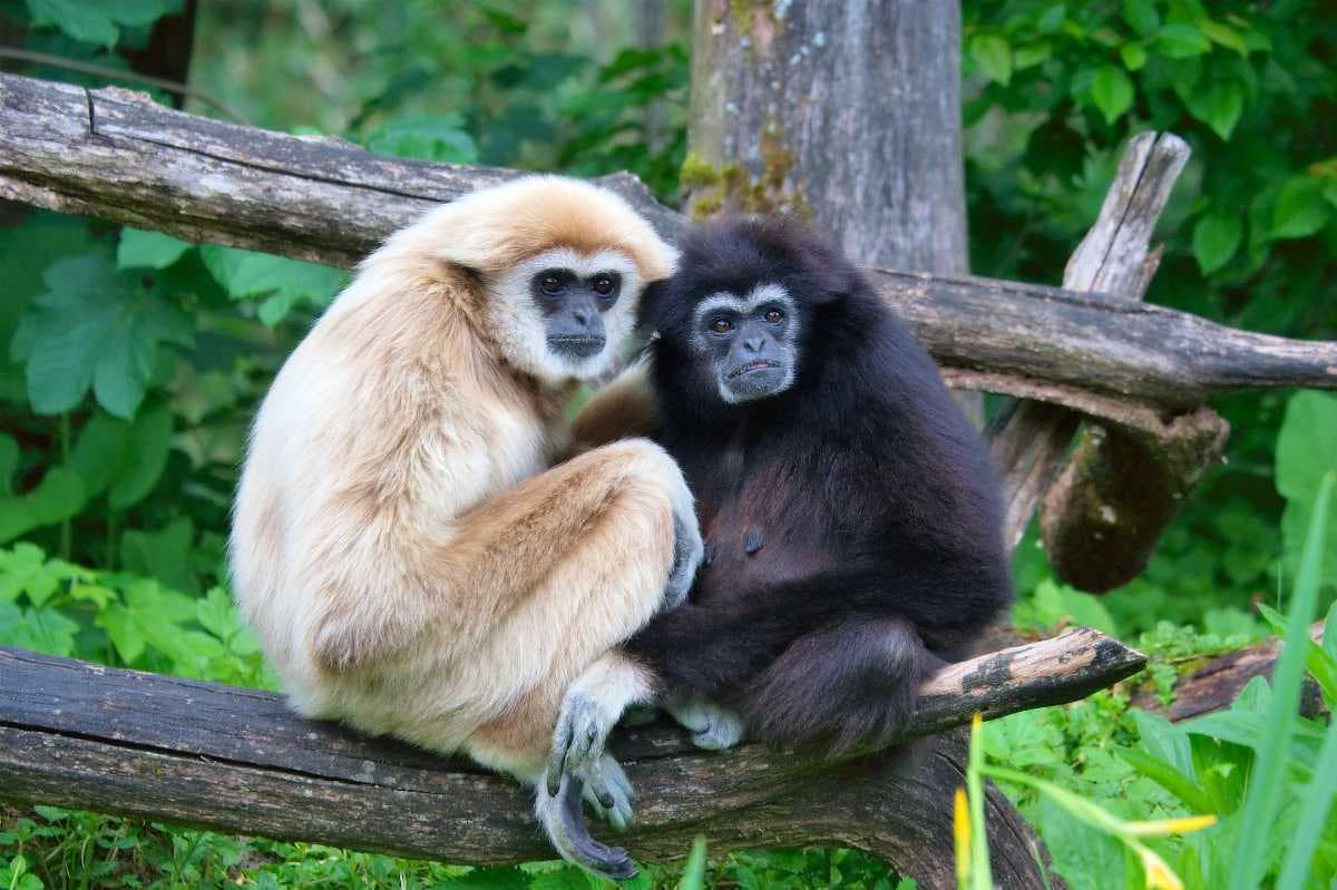 Gibbon Rehabilitation Project - Mission to Protect Gibbons