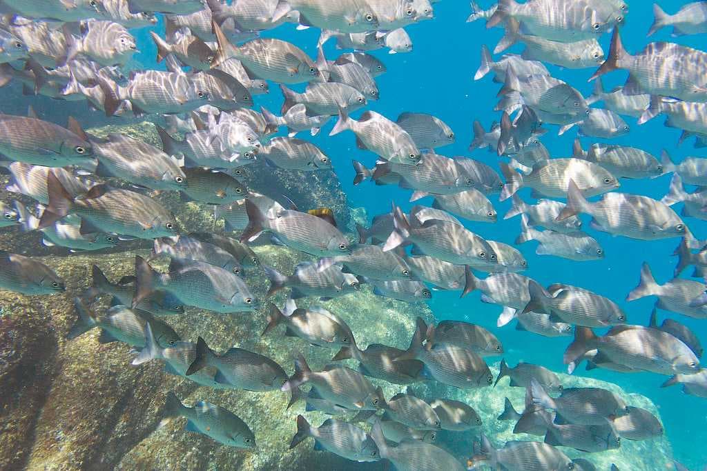 A School of Fish in Similan Islands, Khao Lak