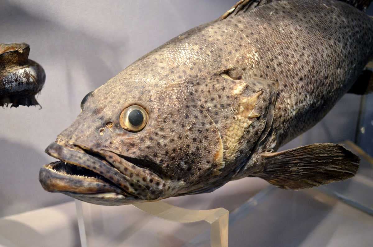 Rock Fish Museum