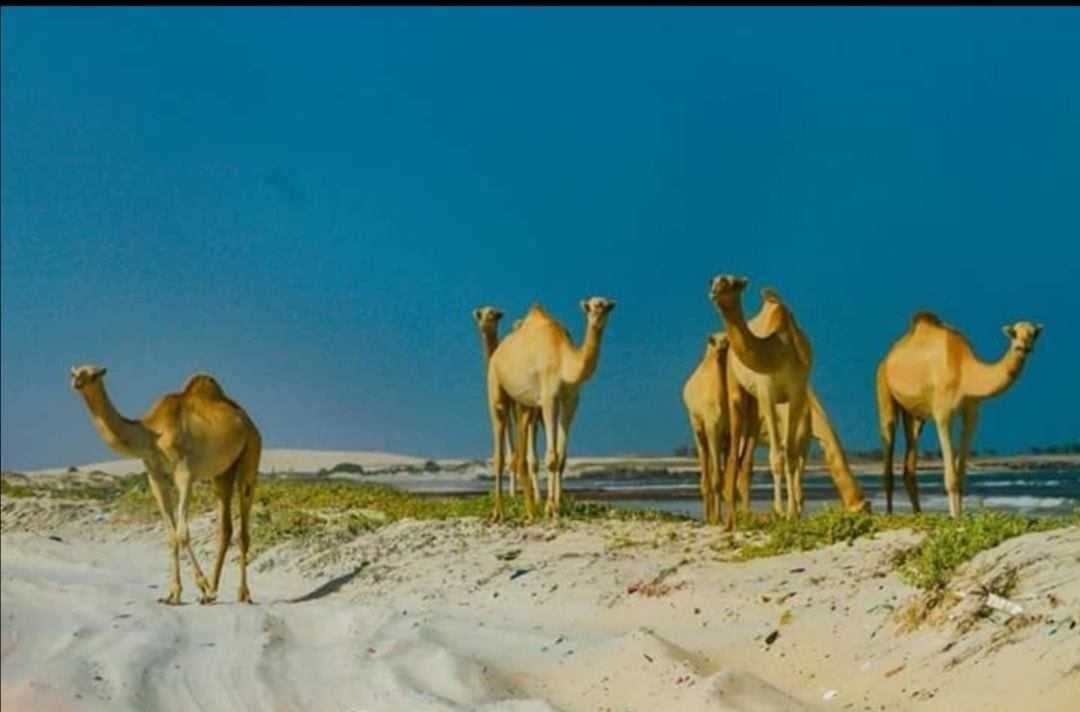 Camel Safari, Abu Dhabi, UAE- holidify