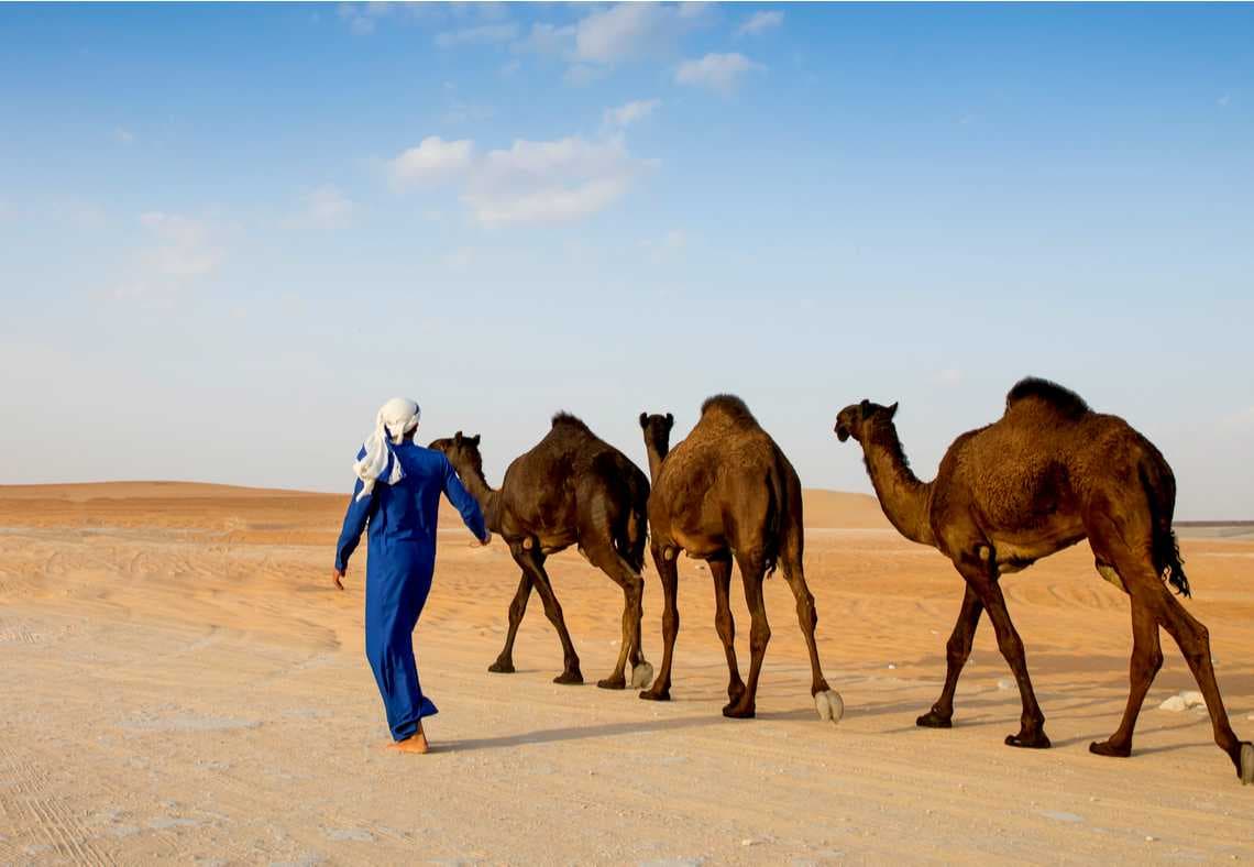Camels Found in the Desert of Madinat Zayed