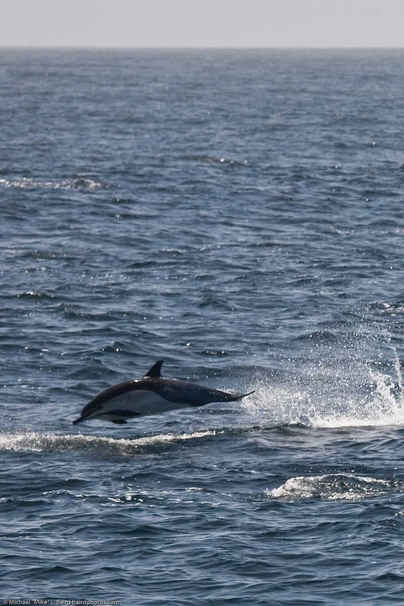 A common dolphin jumping off Morro Bay