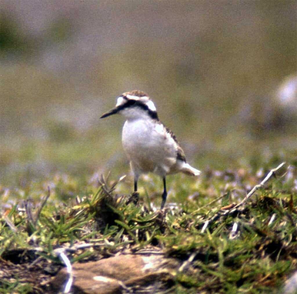 The St Helena Plover or wirebird (Charadrius sanctaehelenae)