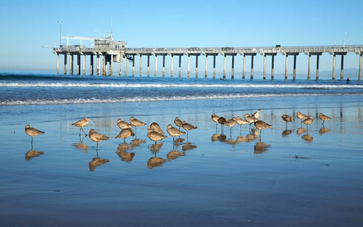 Birds on La Jolla Shore, with the Scripps Pier in the background (Source)
