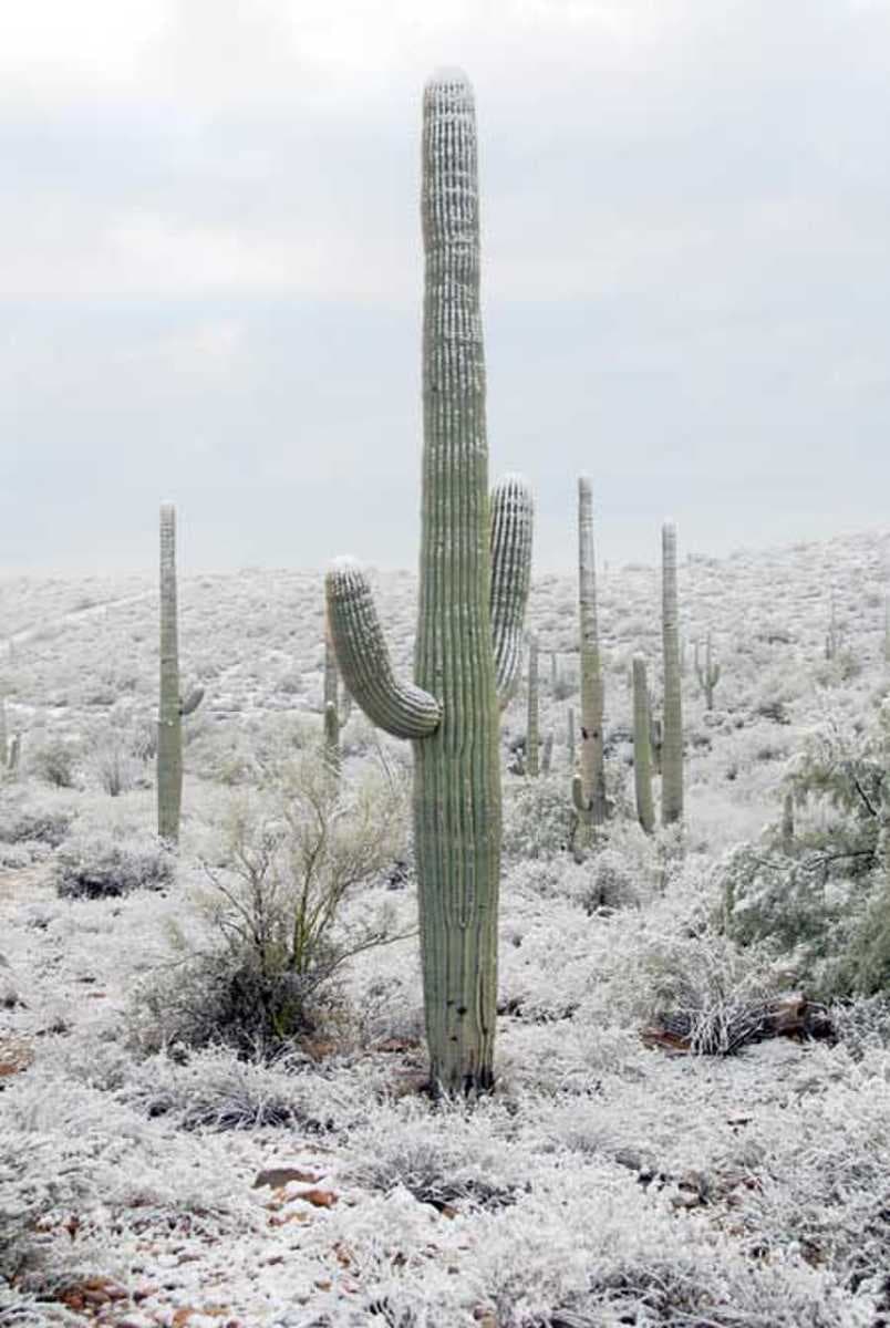 During wintertime, snow may fall in Tucson on rare occasions.