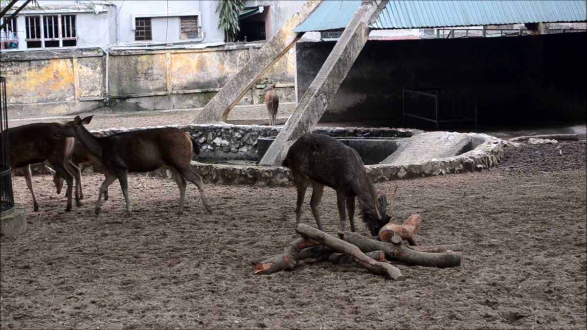 Hanoi Zoo travel image